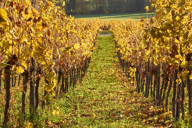 vinice na podzim